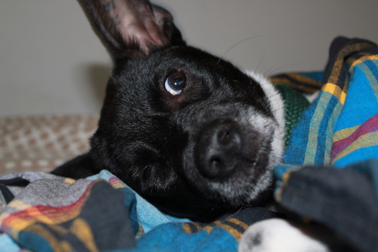 Our dog stays alert for us. Or something like that. Our dog stays alert for us. Or something like that.