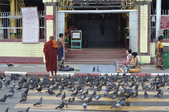 Yangon has lots of pigeons ... and the occasional pagoda.
