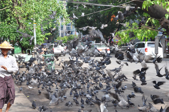 Did I mention the pigeons?