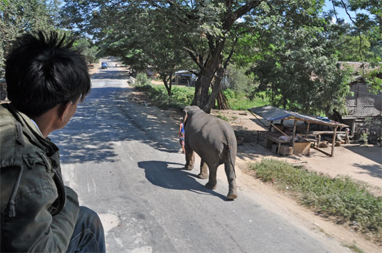 Some guy taking his elephant for a walk.