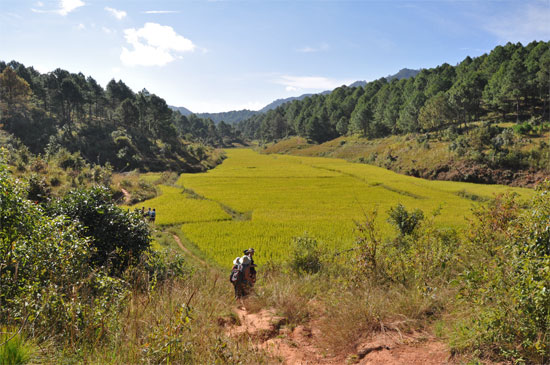 Paddy fields and stuff.