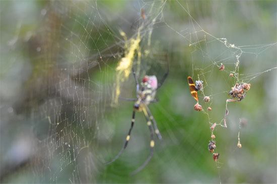 Jungle welcoming committee.