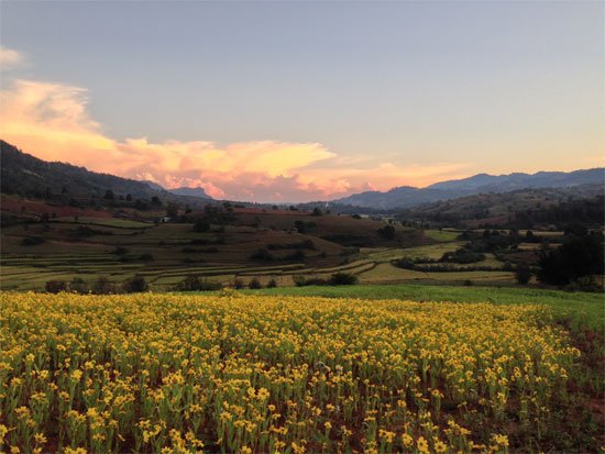 A blanket of canola.