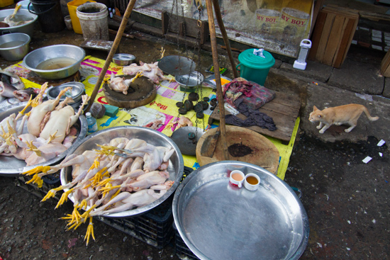 Cats - the unmentioned victims of Yangon's new ban on street vendors.