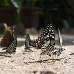Dancing butterflies, taking time out for a drink