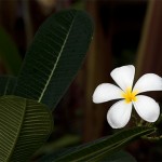 Frangipani Spa, well a flower actually but my battery died