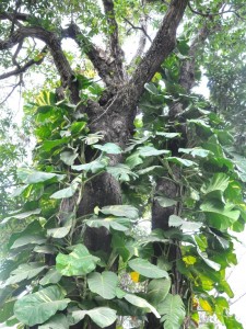 Ancient trees and luscious epiphytes in The River Gardens
