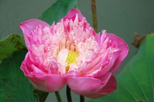The gardens are home to a handy generator and some spectacular lotus blossoms