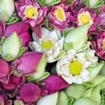 Lotus flowers make a beautiful temple offering