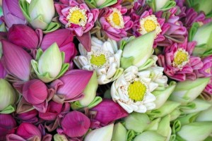 Lotus flowers make a beautiful temple offering