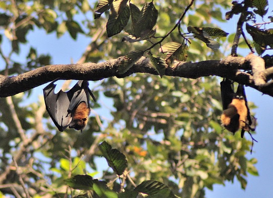 Fluffy, cuddly, giant, screechy, scary fruit bats