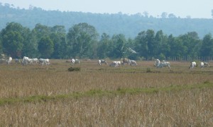 Cows claim more Sihanoukville turf than people do.