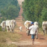 cows on dirt road, Sihanoukville Cambodia