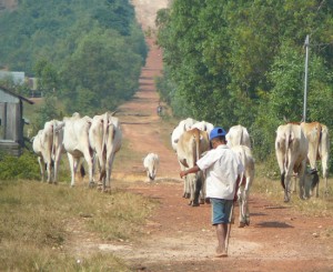 Traffic jam in rural Sihanoukville
