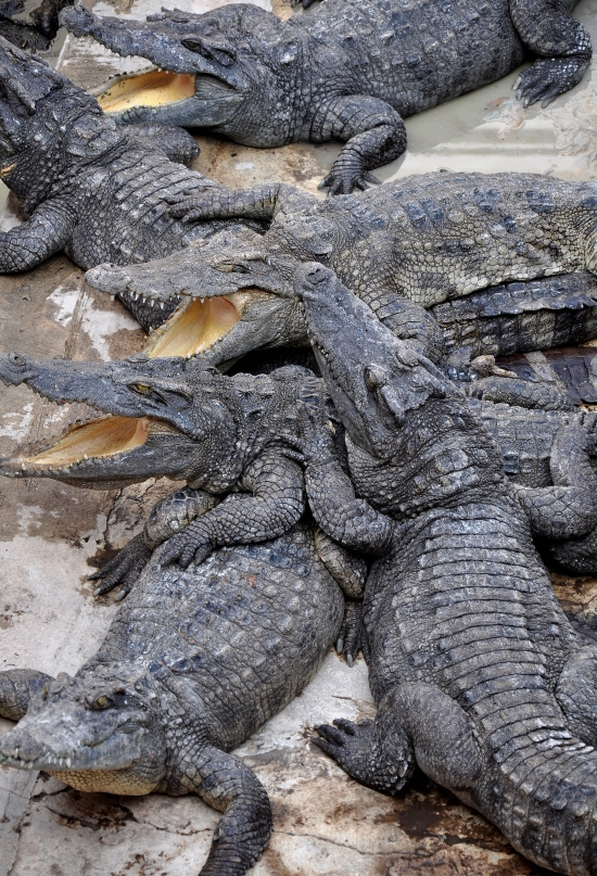 The neighbours can be a little snappy at times.
