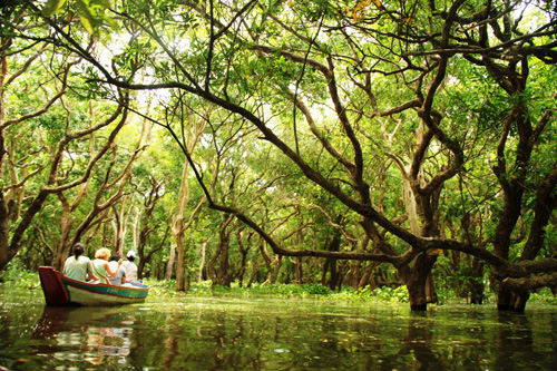 The flooded forest of Kompong Phluk