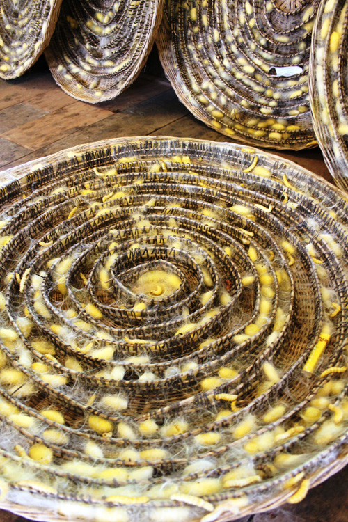 Cocoons