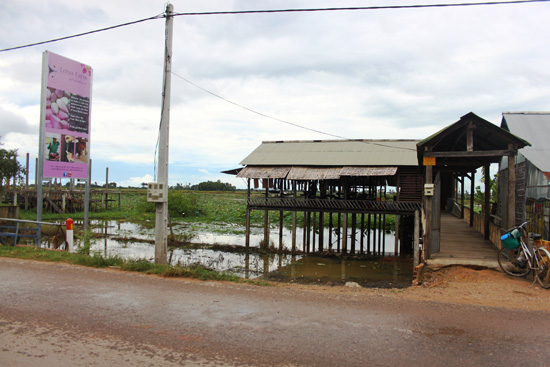 Lotus Farm