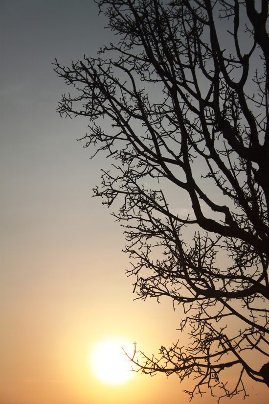 Enjoy the trees - for now...