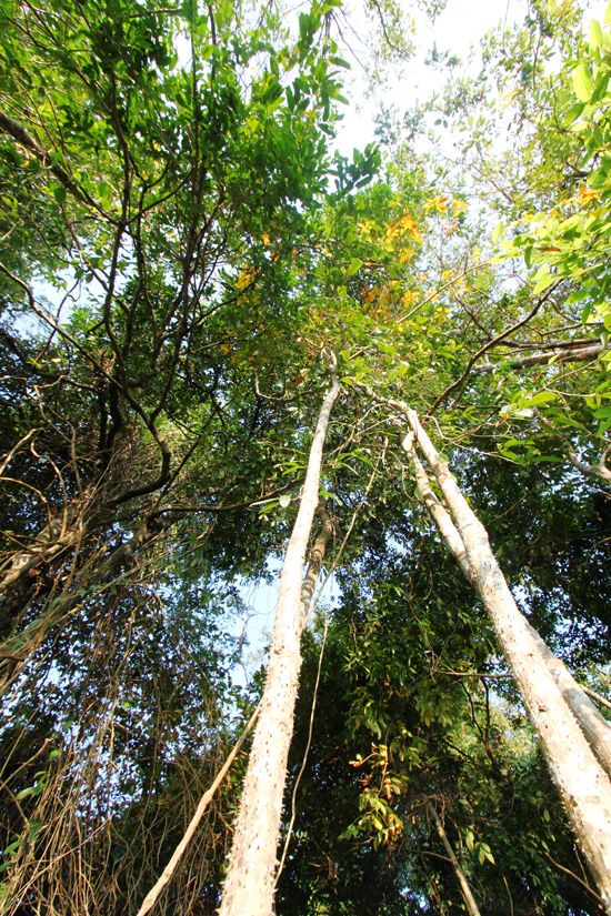 The mighty jungle - en route to Neak Poan temple.