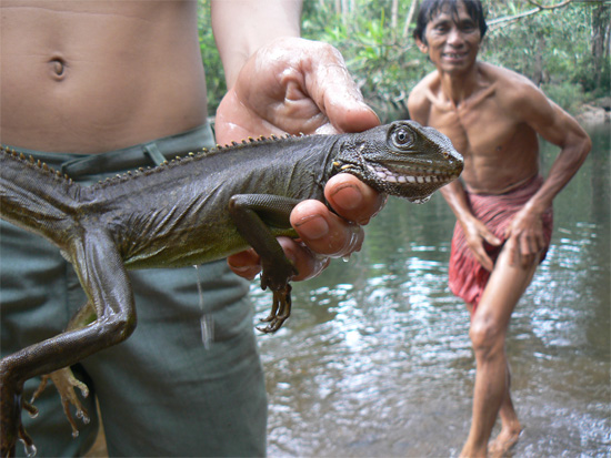 Chinese Water Dragon.