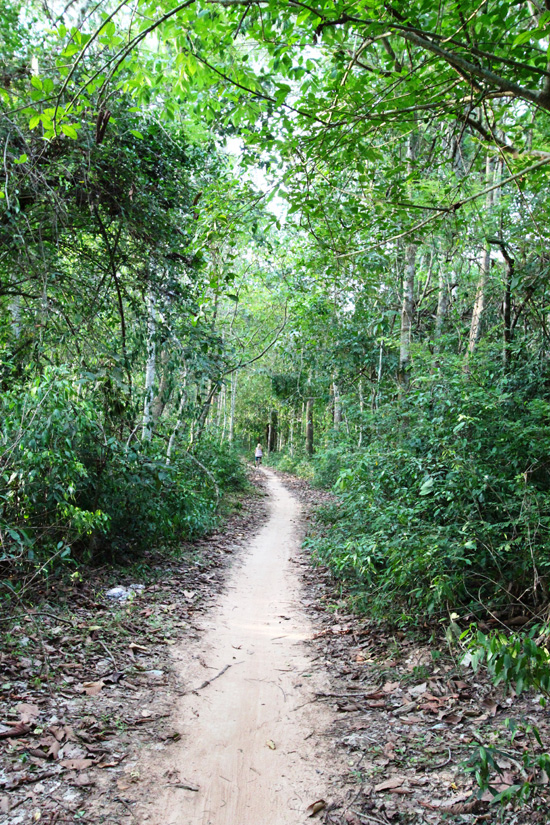 Through the forest.