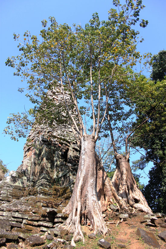 Trees taking over.