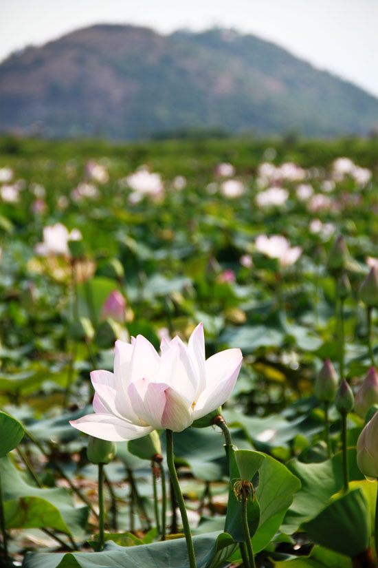 Lotus flowers with Phnom Krom behind.