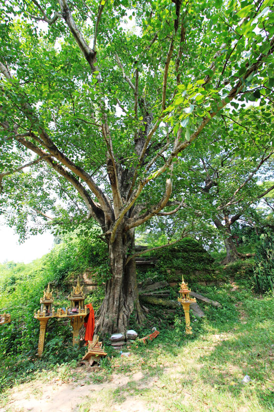 The classic combo: temple and trees.