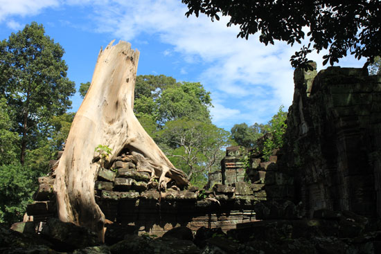 Trees to rival Ta Prohm.