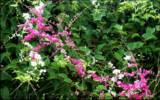 Ah - pink and white coral vines! Ah - pink and white coral vines!