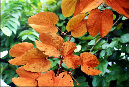 Reckon Eric knows every leaf in the garden Reckon Eric knows every leaf in the garden