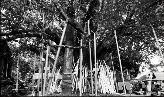 Boddhi tree with 'stick offerings' Boddhi tree with 'stick offerings'