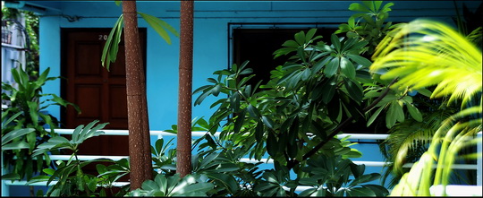 More blue paint and plants More blue paint and plants