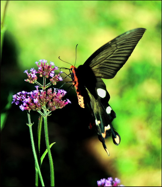 Nong Hoi butterfly - we think it's a Great Windmill, (Parides dasarada) Nong Hoi butterfly - we think it's a Great Windmill, (Parides dasarada)