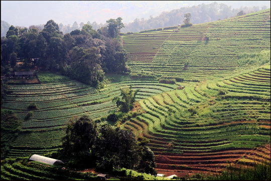 The terraces, looking back towards Mae Sa The terraces, looking back towards Mae Sa