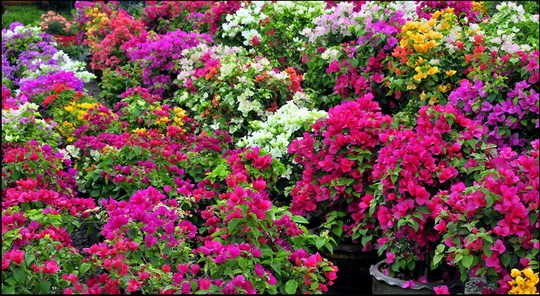 Myriad varieties of each plant Myriad varieties of each plant