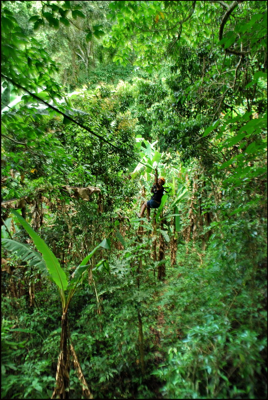 Awesome jungle Awesome jungle