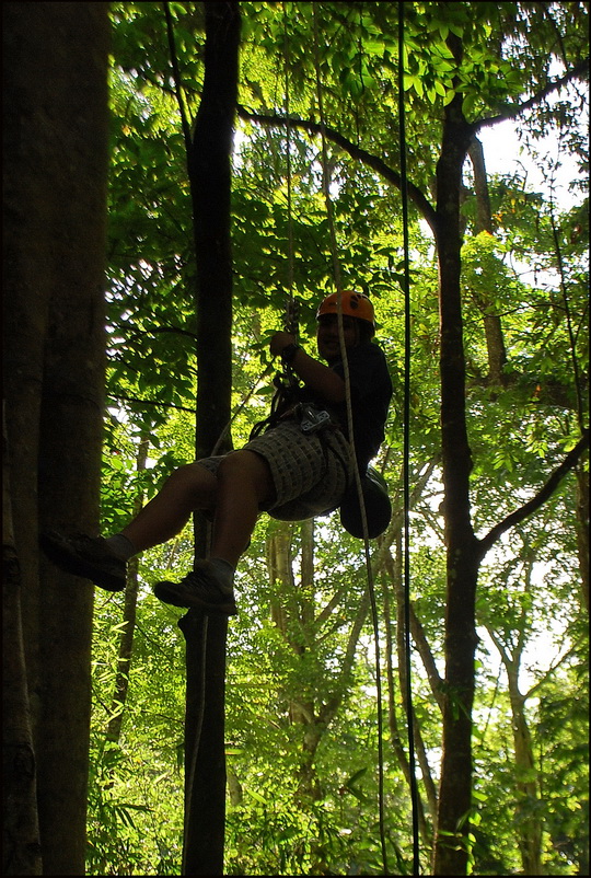 Abse...going down a tree! Abse...going down a tree!
