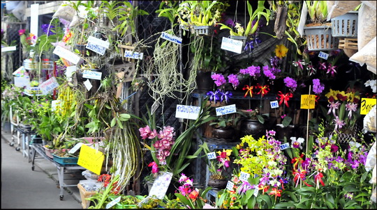 One of the market's numerous orchid stalls One of the market's numerous orchid stalls