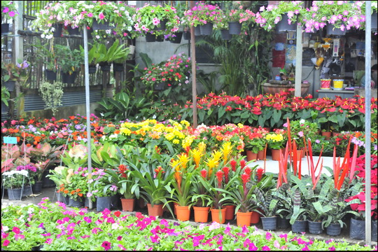 Kamthieng flower market Kamthieng flower market