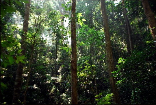 Forest on the road up Doi Suthep Forest on the road up Doi Suthep