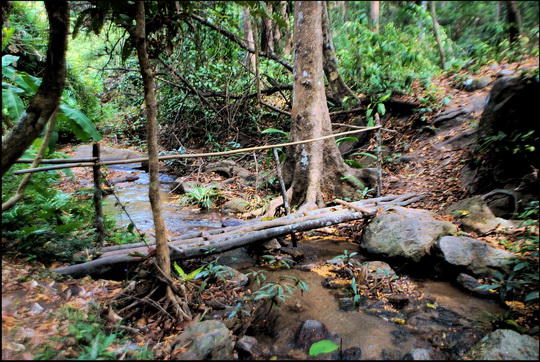 Jungle trail on Suthep Jungle trail on Suthep