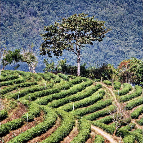 Akha tea plantations near Mae Salong - not much slash and burn up here Akha tea plantations near Mae Salong - not much slash and burn up here