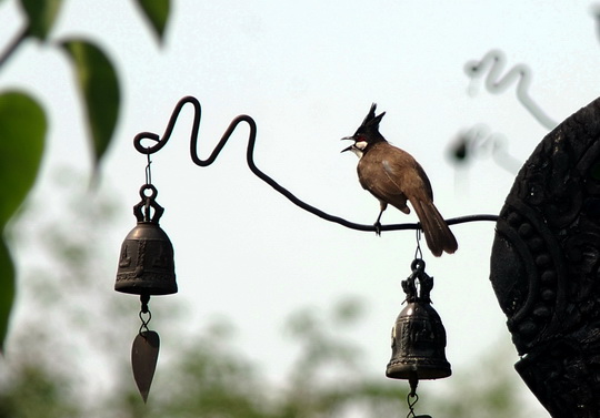 red-whiskered bulbul red-whiskered bulbul