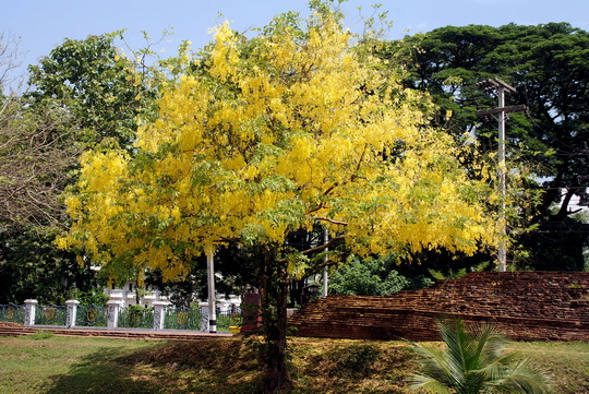 Spectacular Golden Rain tree - north side Spectacular Golden Rain tree - north side