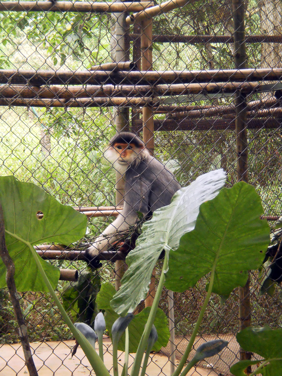 A suspicious looking langour A suspicious looking langour