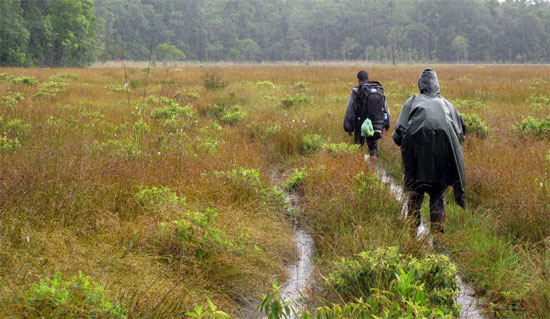 Trekking in the Cardamoms: just a stroll in the rain. Trekking in the Cardamoms: just a stroll in the rain.