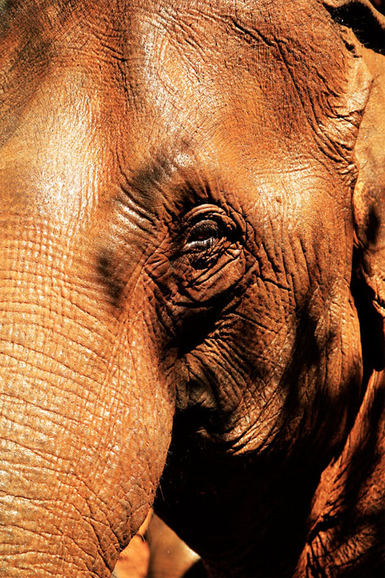 Get up close, but no need to ride. Get up close, but no need to ride.