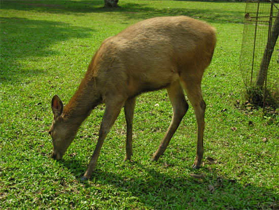 Four legs faster than two. Four legs faster than two.